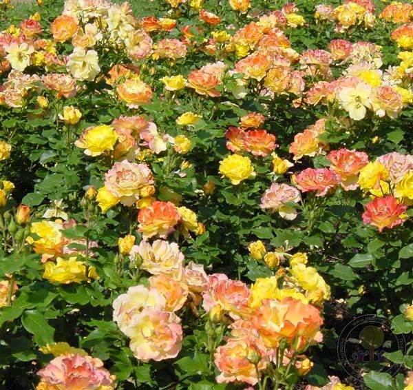 Soleillade Rose Seedlings Flower Seeds Perennial Growing Bonsai Corms Tubers Potted Planting Reblooming Fragrant Garden Roots Rhizomes Species Blooms Plant Bulbs Gardening Tree