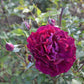 Somme 2022 Rose Seedlings Flower Seeds Perennial Growing Bonsai Corms Tubers Potted Planting Reblooming Fragrant Garden Roots Rhizomes Species Blooms Plant Bulbs Gardening Tree