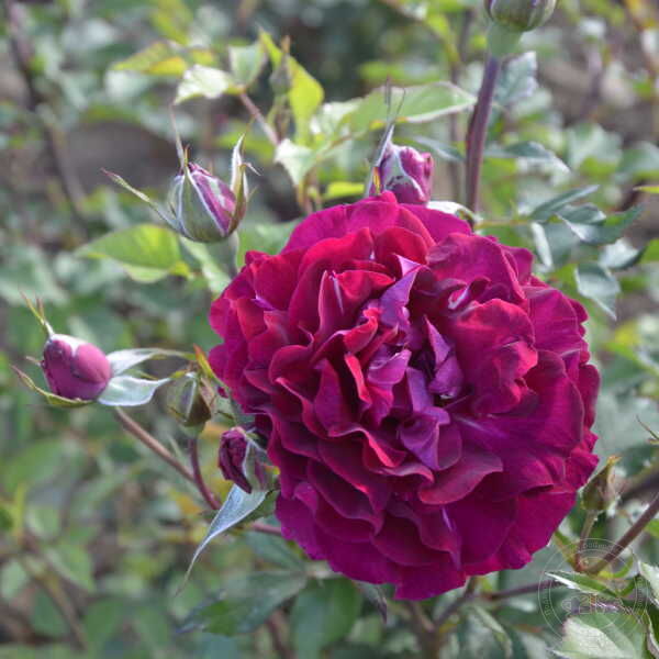 Somme 2022 Rose Seedlings Flower Seeds Perennial Growing Bonsai Corms Tubers Potted Planting Reblooming Fragrant Garden Roots Rhizomes Species Blooms Plant Bulbs Gardening Tree