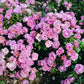 Sommerwind Rose Seedlings Flower Seeds Perennial Growing Bonsai Corms Tubers Potted Planting Reblooming Fragrant Garden Roots Rhizomes Species Blooms Plant Bulbs Gardening Tree