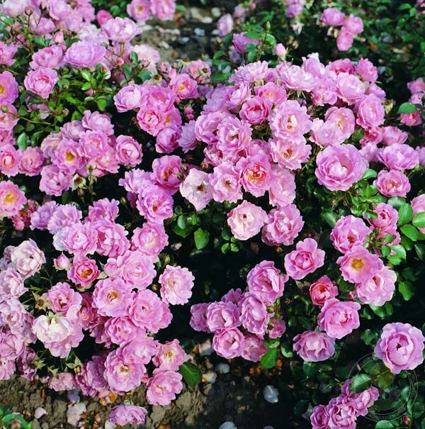 Sommerwind Rose Seedlings Flower Seeds Perennial Growing Bonsai Corms Tubers Potted Planting Reblooming Fragrant Garden Roots Rhizomes Species Blooms Plant Bulbs Gardening Tree