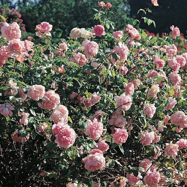 Sonia Rykiel Rose Seedlings Flower Seeds Perennial Growing Bonsai Corms Tubers Potted Planting Reblooming Fragrant Garden Roots Rhizomes Species Blooms Plant Bulbs Gardening Tree