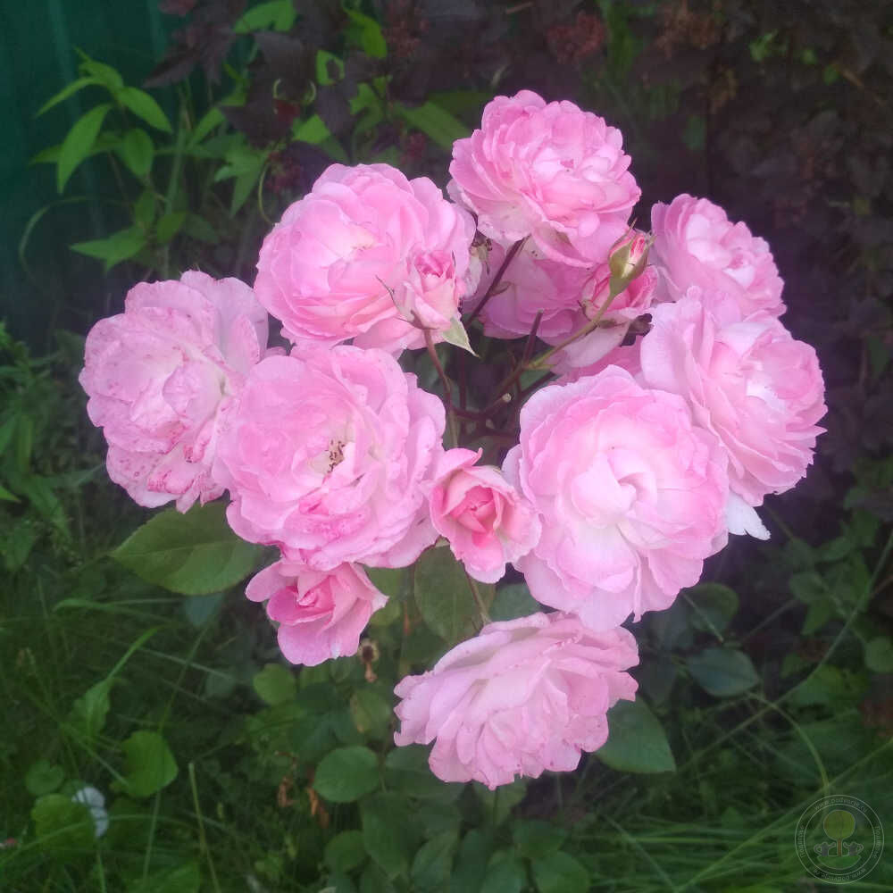 Sourire de Sylvie Rose Seedlings Flower Seeds Perennial Growing Bonsai Corms Tubers Potted Planting Reblooming Fragrant Garden Roots Rhizomes Species Blooms Plant Bulbs Gardening Tree