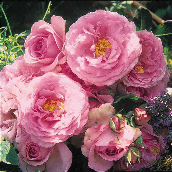 Souvenir de Louis Amade Rose Seedlings Flower Seeds Perennial Growing Bonsai Corms Tubers Potted Planting Reblooming Fragrant Garden Roots Rhizomes Species Blooms Plant Bulbs Gardening Tree
