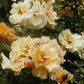 Souvenir de Robert Schuman Rose Seedlings Flower Seeds Perennial Growing Bonsai Corms Tubers Potted Planting Reblooming Fragrant Garden Roots Rhizomes Species Blooms Plant Bulbs Gardening Tree