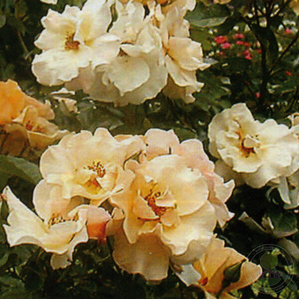 Souvenir de Robert Schuman Rose Seedlings Flower Seeds Perennial Growing Bonsai Corms Tubers Potted Planting Reblooming Fragrant Garden Roots Rhizomes Species Blooms Plant Bulbs Gardening Tree
