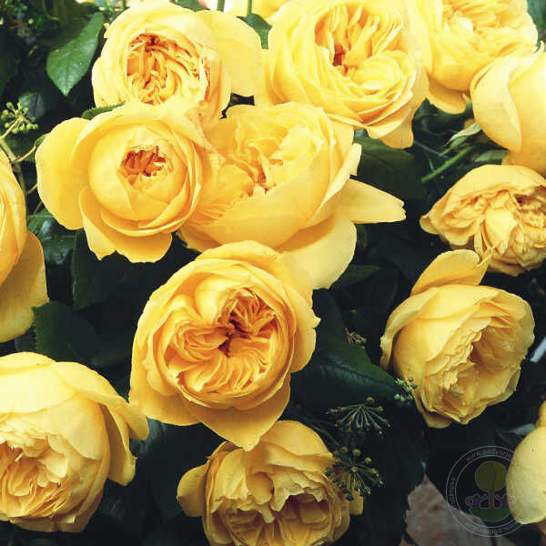 Souvenirs de Marcel Proust Rose Seedlings Flower Seeds Perennial Growing Bonsai Corms Tubers Potted Planting Reblooming Fragrant Garden Roots Rhizomes Species Blooms Plant Bulbs Gardening Tree