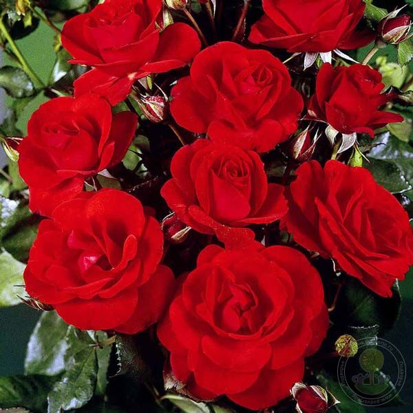 Stadt Eltville Rose Seedlings Flower Seeds Perennial Growing Bonsai Corms Tubers Potted Planting Reblooming Fragrant Garden Roots Rhizomes Species Blooms Plant Bulbs Gardening Tree