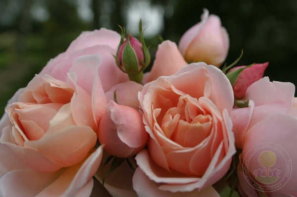 Stefanie's Rose Seedlings Flower Seeds Perennial Growing Bonsai Corms Tubers Potted Planting Reblooming Fragrant Garden Roots Rhizomes Species Blooms Plant Bulbs Gardening Tree