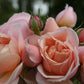 Stefanie's Rose Seedlings Flower Seeds Perennial Growing Bonsai Corms Tubers Potted Planting Reblooming Fragrant Garden Roots Rhizomes Species Blooms Plant Bulbs Gardening Tree