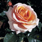 Sue Hipkin Sweet Revelation Rose Seedlings Flower Seeds Perennial Growing Bonsai Corms Tubers Potted Planting Reblooming Fragrant Garden Roots Rhizomes Species Blooms Plant Bulbs Gardening Tree