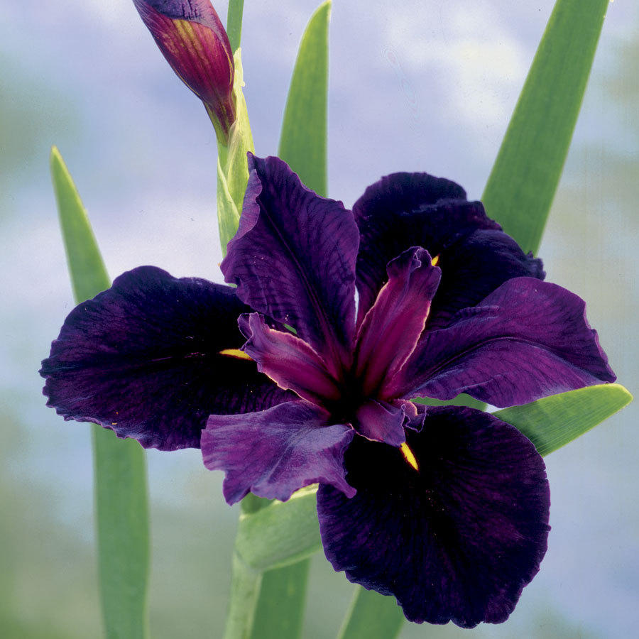 Iris Black Gamecock Iris species Growing Bonsai Seeds Flower Plant Bulbs Roots Rhizomes Corms Tubers Potted Planting Reblooming Fragrant Garden
