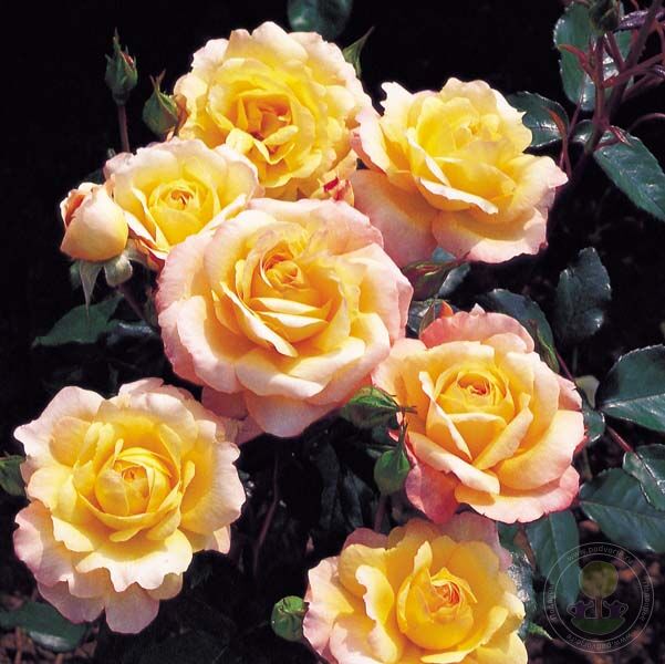 Sunny Abundance Rose Seedlings Flower Seeds Perennial Growing Bonsai Corms Tubers Potted Planting Reblooming Fragrant Garden Roots Rhizomes Species Blooms Plant Bulbs Gardening Tree