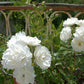 Supernova Rose Seedlings Flower Seeds Perennial Growing Bonsai Corms Tubers Potted Planting Reblooming Fragrant Garden Roots Rhizomes Species Blooms Plant Bulbs Gardening Tree
