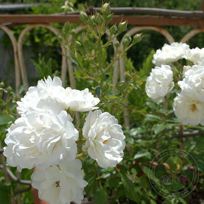 Supernova Rose Seedlings Flower Seeds Perennial Growing Bonsai Corms Tubers Potted Planting Reblooming Fragrant Garden Roots Rhizomes Species Blooms Plant Bulbs Gardening Tree