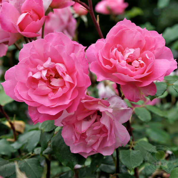 Sylvie Vartan Rose Seedlings Flower Seeds Perennial Growing Bonsai Corms Tubers Potted Planting Reblooming Fragrant Garden Roots Rhizomes Species Blooms Plant Bulbs Gardening Tree