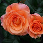 Tatton Rose Seedlings Flower Seeds Perennial Growing Bonsai Corms Tubers Potted Planting Reblooming Fragrant Garden Roots Rhizomes Species Blooms Plant Bulbs Gardening Tree