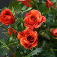 Tawny Tiger Rose Seedlings Flower Seeds Perennial Growing Bonsai Corms Tubers Potted Planting Reblooming Fragrant Garden Roots Rhizomes Species Blooms Plant Bulbs Gardening Tree
