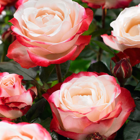 Shrub Rose Seedlings Flower Seeds Perennial Growing Bonsai Corms Tubers Potted Planting Reblooming Fragrant Garden Roots Rhizomes Species Blooms Plant Bulbs Gardening Tree