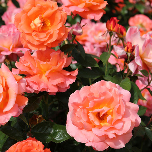 Augusta Louise Rose Seedlings Flower Seeds Perennial Growing Bonsai Corms Tubers Potted Planting Reblooming Fragrant Garden Roots Rhizomes Species Blooms Plant Bulbs Gardening Tree