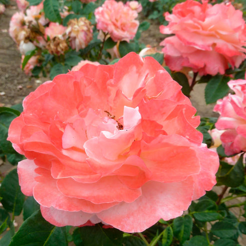 Augusta Louise Rose Seedlings Flower Seeds Perennial Growing Bonsai Corms Tubers Potted Planting Reblooming Fragrant Garden Roots Rhizomes Species Blooms Plant Bulbs Gardening Tree