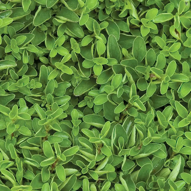 Marjoram, Sweet