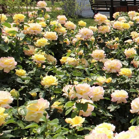 Peaceful Roses - The Messenger of Peace