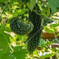 Bittergourd Vegetable Seeds