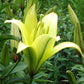 Yelloween Orienpet Hybrid Lily Blooms Species Growing Bonsai Bulbs Roots Rhizomes Corms Tubers Potted Planting Reblooming Fragrant Garden Flower Seeds Plant
