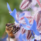 Borage Seeds