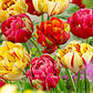 Tulip Bulbs Hot Flowers Rare Variety Yard Garden Fragrant Spring Plants Home Balcony Bonsai Easy to Grow(10 Bulbs Pack)