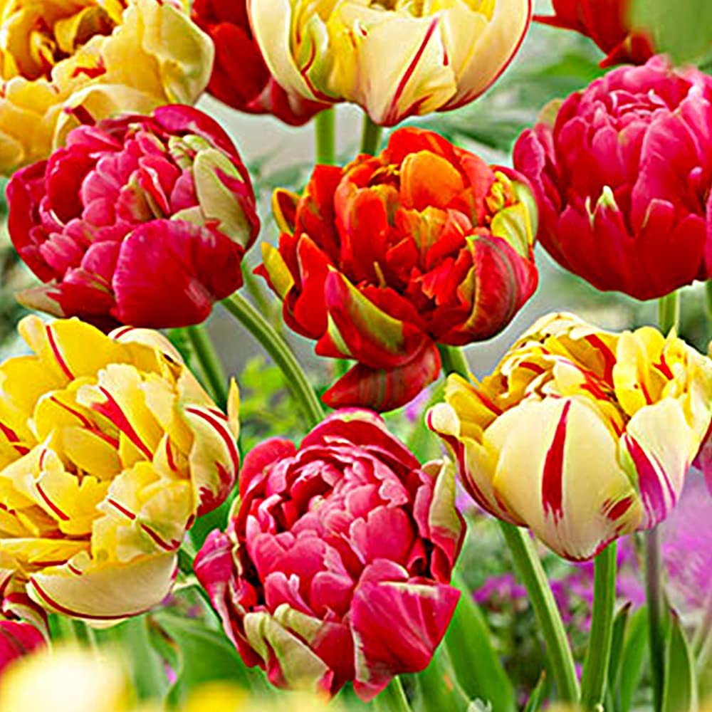 Tulip Bulbs Hot Flowers Rare Variety Yard Garden Fragrant Spring Plants Home Balcony Bonsai Easy to Grow(10 Bulbs Pack)