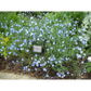 Perennial Blue Flax Seeds