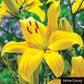 Asiatic Lily Collection Multiplies Lily Blooms Species Growing Bonsai Bulbs Roots Rhizomes Corms Tubers Potted Planting Reblooming Fragrant Garden Flower Seeds Plant