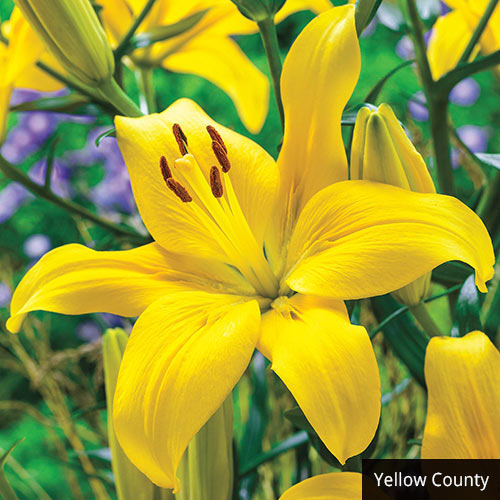 Asiatic Lily Collection Multiplies Lily Blooms Species Growing Bonsai Bulbs Roots Rhizomes Corms Tubers Potted Planting Reblooming Fragrant Garden Flower Seeds Plant