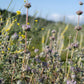 Purple Sage