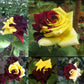 Rare Twin Red Yellow Rose Seeds