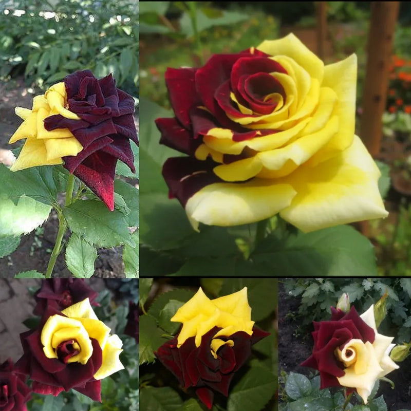 Rare Twin Red Yellow Rose Seeds