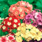 Phlox drummondii -Dwarf Mix