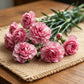 Blush Pink Magenta-Edged Carnation Seeds