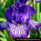 Tie-Dye Iris Collection Groovy Patterns  Reblooming Bearded Fragrant Flowers Bonsai Easy Grow Spring Blooming
