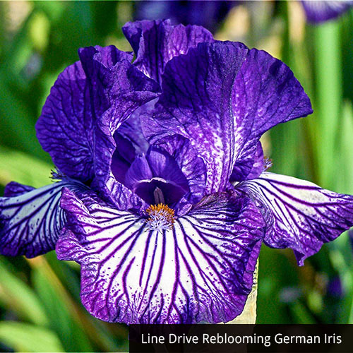 Tie-Dye Iris Collection Groovy Patterns  Reblooming Bearded Fragrant Flowers Bonsai Easy Grow Spring Blooming