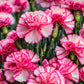 Pink Ombre Carnation Seeds