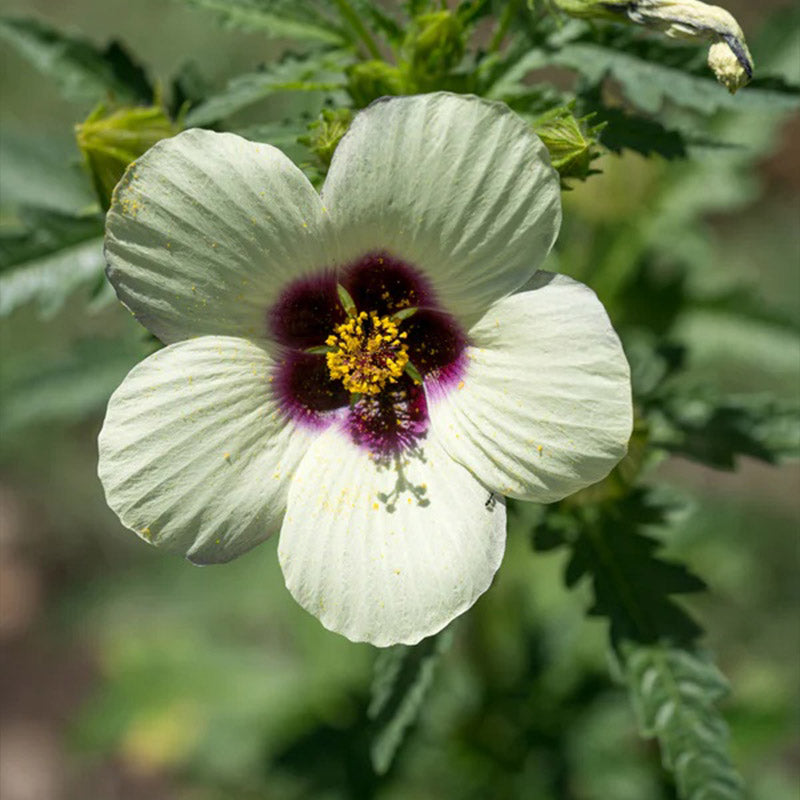Flower of an Hour (Hibiscus trionum)