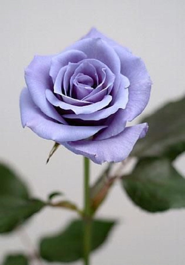 Blue  Rose Seedlings Flower Seeds Perennial Growing Bonsai Corms Tubers Potted Planting Reblooming Fragrant Garden Roots Rhizomes Species Blooms Plant Bulbs Gardening Tree