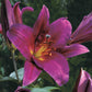 Summer Stunner Lily Tree Collection Lily Blooms Species Growing Bonsai Bulbs Roots Rhizomes Corms Tubers Potted Planting Reblooming Fragrant Garden Flower Seeds Plant