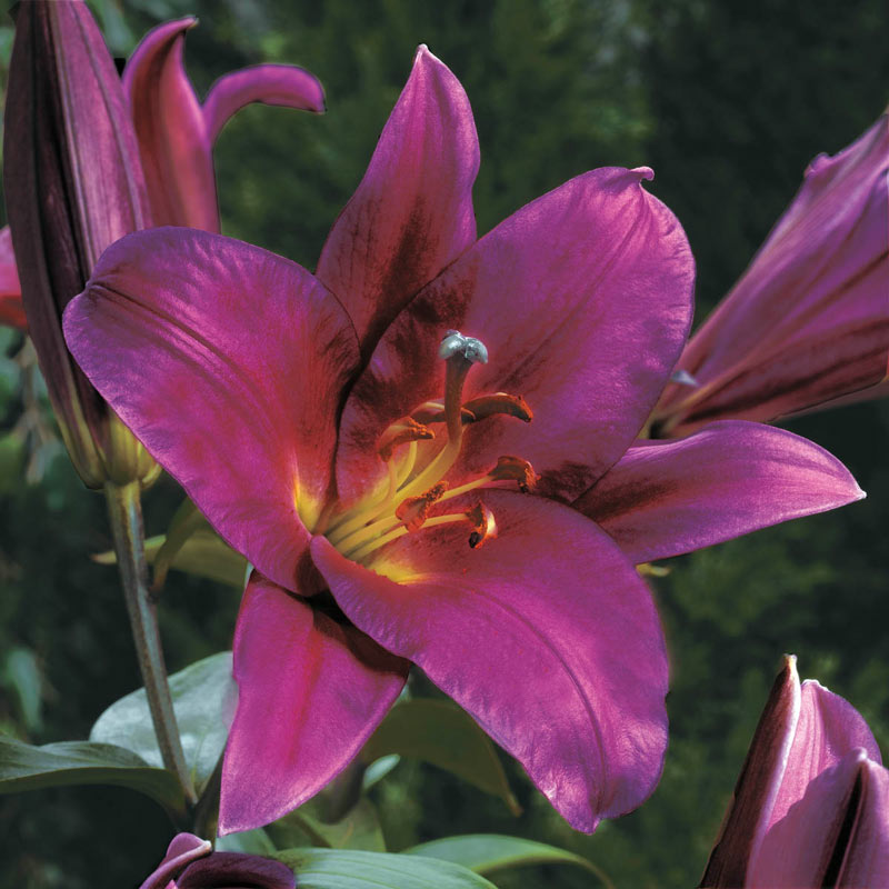 Summer Stunner Lily Tree Collection Lily Blooms Species Growing Bonsai Bulbs Roots Rhizomes Corms Tubers Potted Planting Reblooming Fragrant Garden Flower Seeds Plant