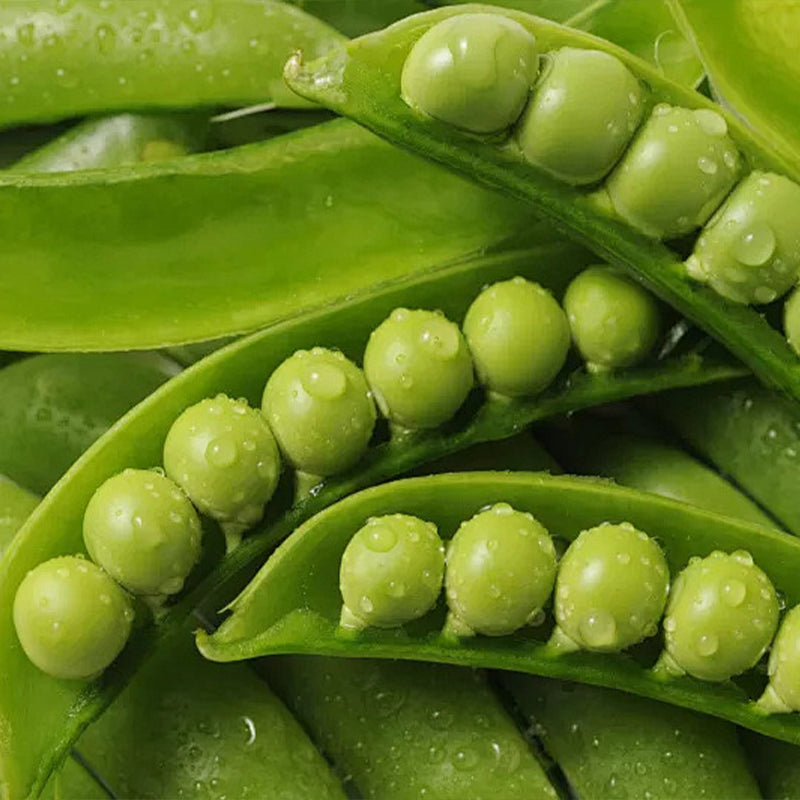 Pea Karina Organic