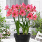 Sonatini Collection Amaryllis Hippeastrum Blooms Species Growing Bonsai Bulbs Roots Rhizomes Corms Tubers Potted Planting Reblooming Fragrant Garden Flower Seeds Plant  Size 12-16cm