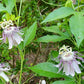 Passion Fruit Flower Seeds for Planting